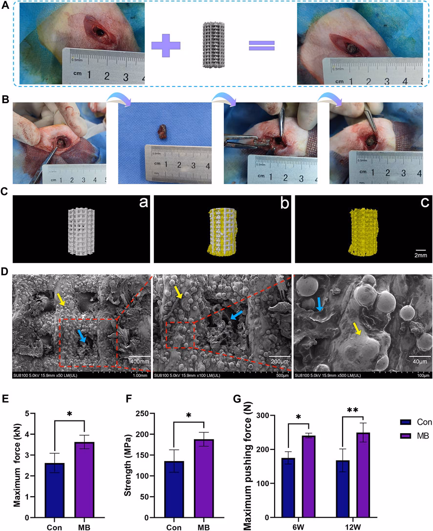 How does a bone scaffold work?